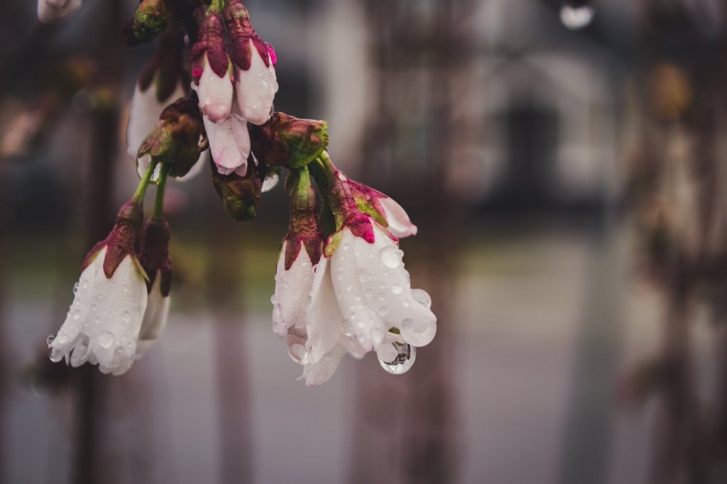 Water dripping off pink cherry blossom petals 