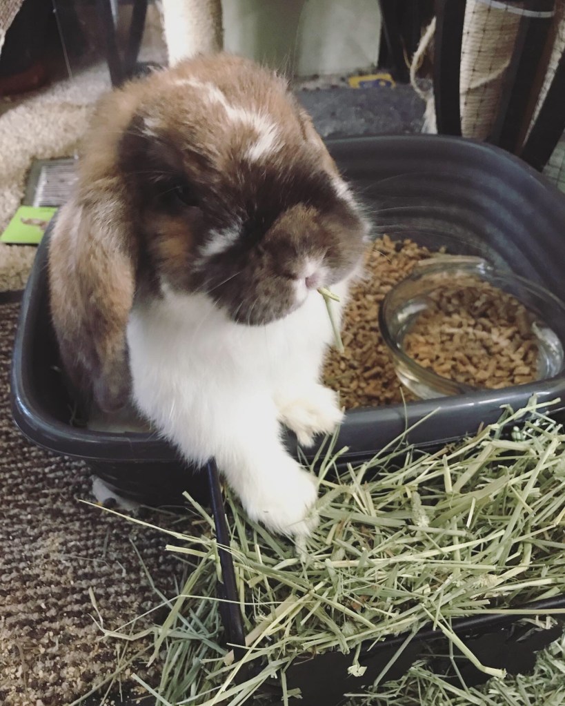 Holland lop eared rabbit with a broken tortoise shell coat