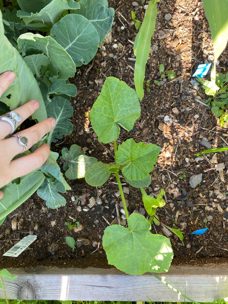 A voluntary squash plant in my garden, possibly a pumpkin.