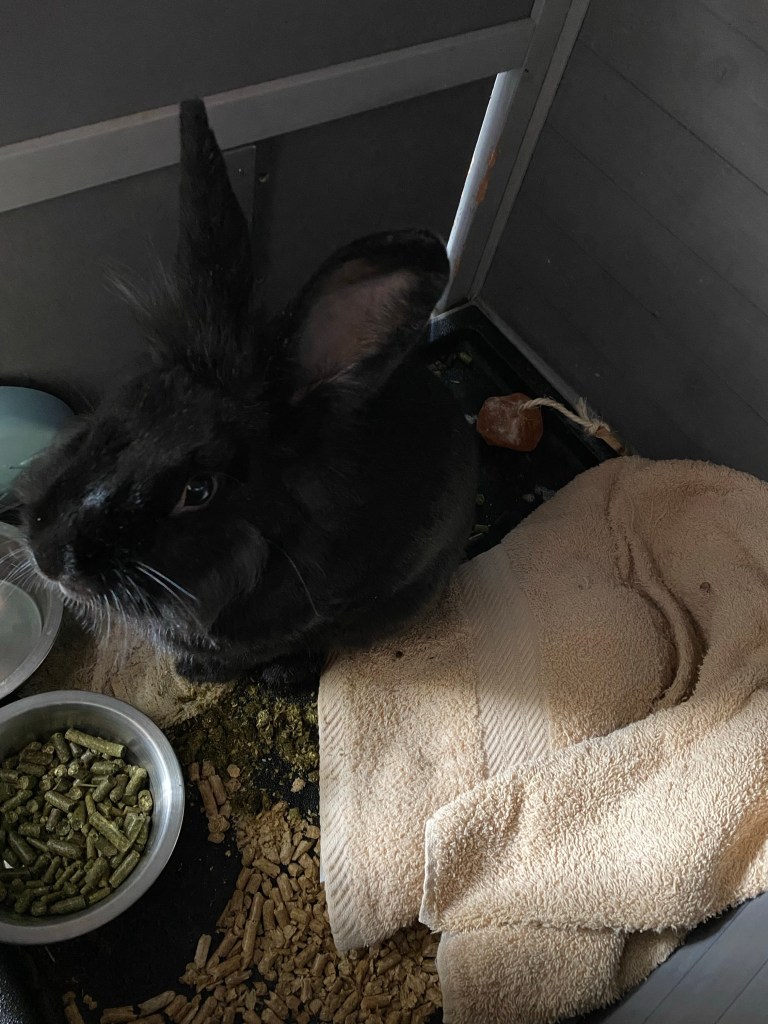 Large black rabbit with large ears sitting in hutch