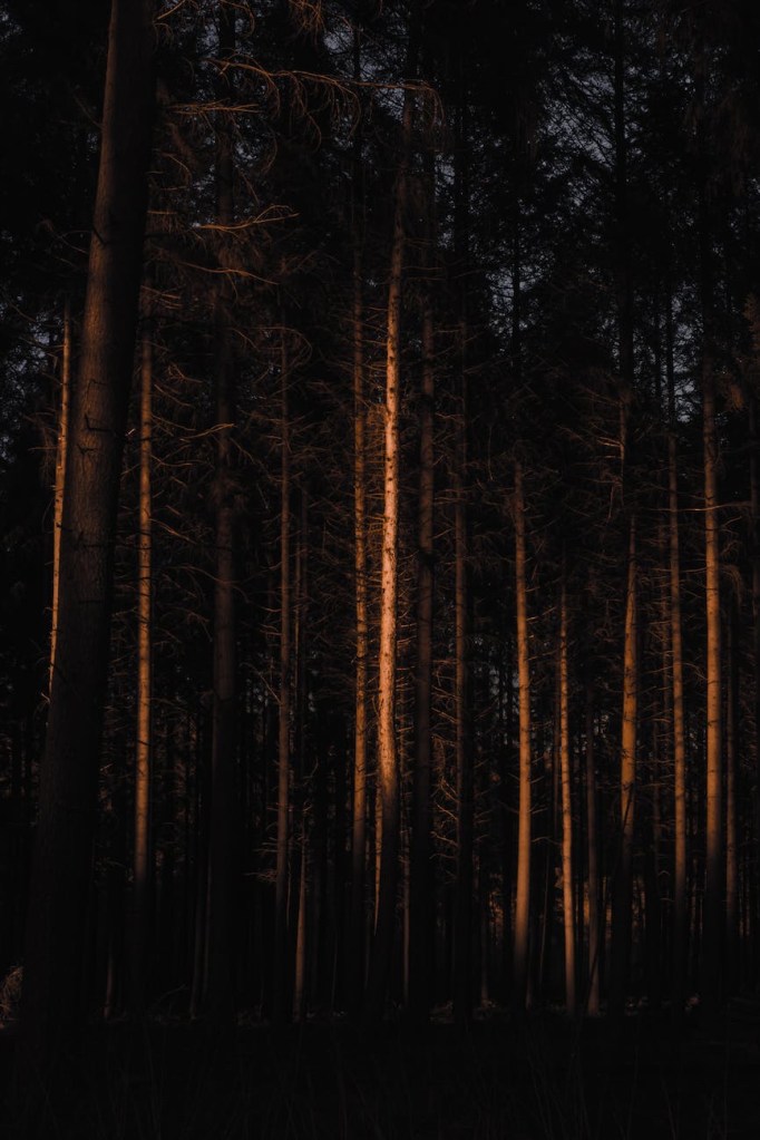 Very dark picture of dense pine trees, eerie 