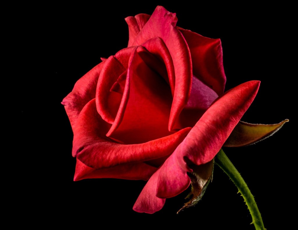 A red rose fully opened against a black background