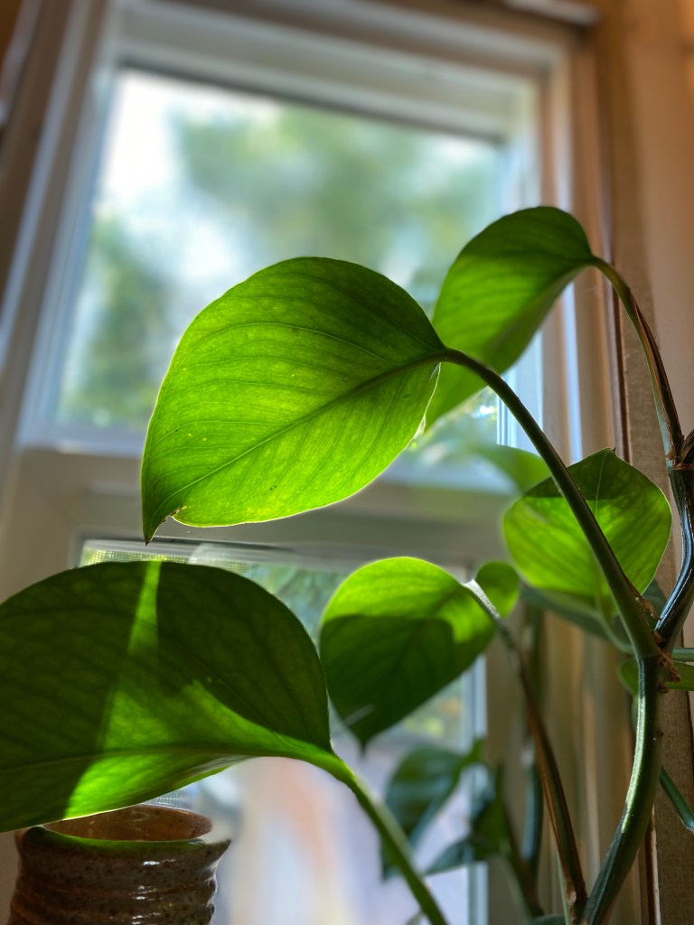 Pothos plant basking in the sunset through a small window
