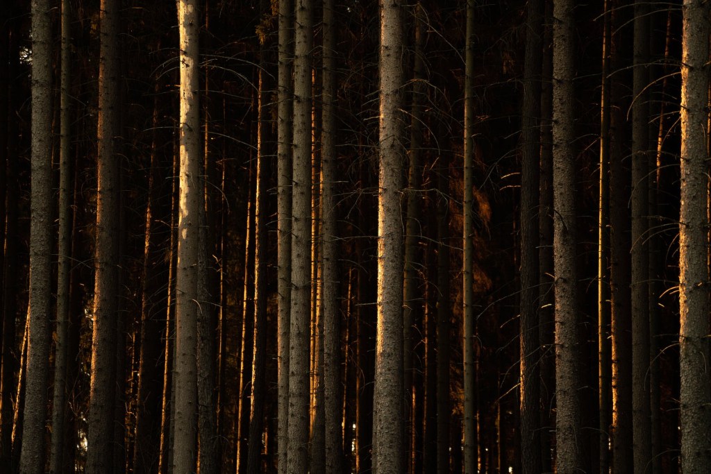 Dark Forrest of trees that is very dense, setting sun shining on the outer trees