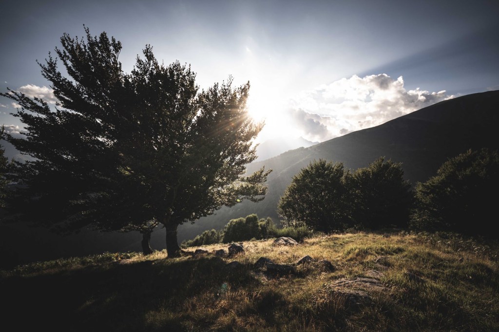 Sunset behind a large tree