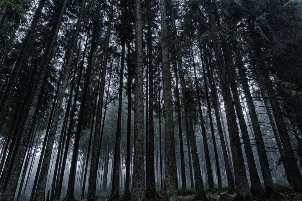 Dark forest of many thin tall pine trees