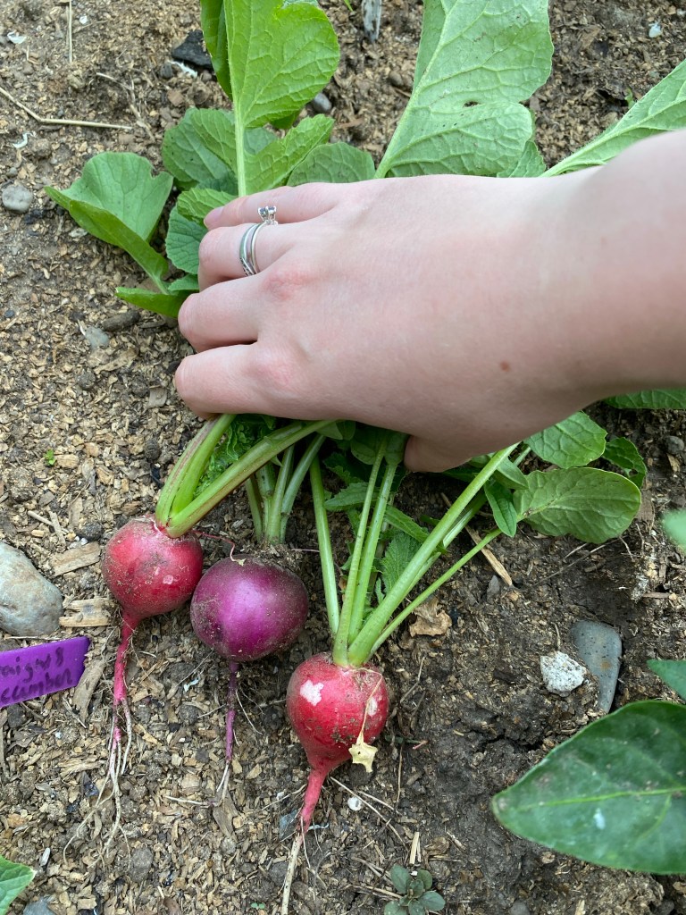 Red and purple radishes harvested