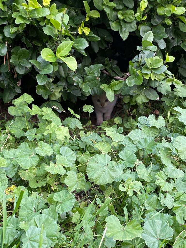 Small white wild kitten peeking out from under a bush