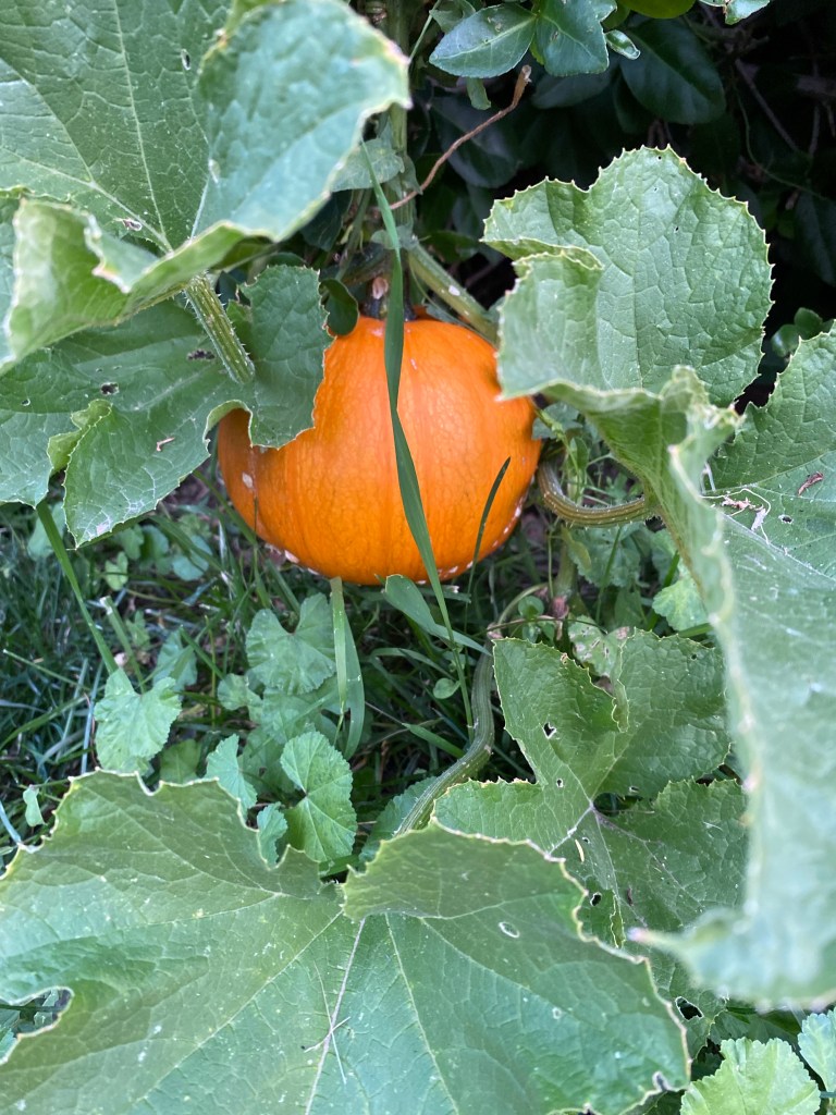 Small orange pumpkin on the vine hanging from a nearby bush