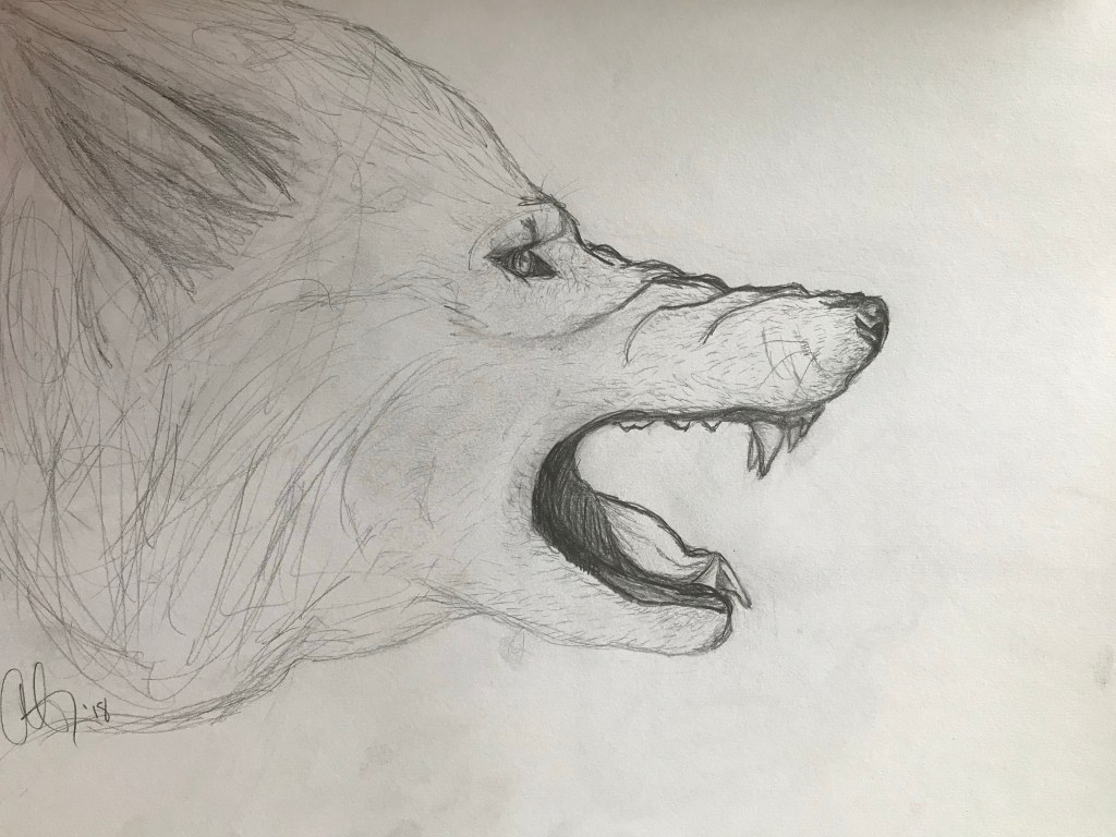 Side profile pencil sketch of a wolf snarling, mouth open wide showing all teeth