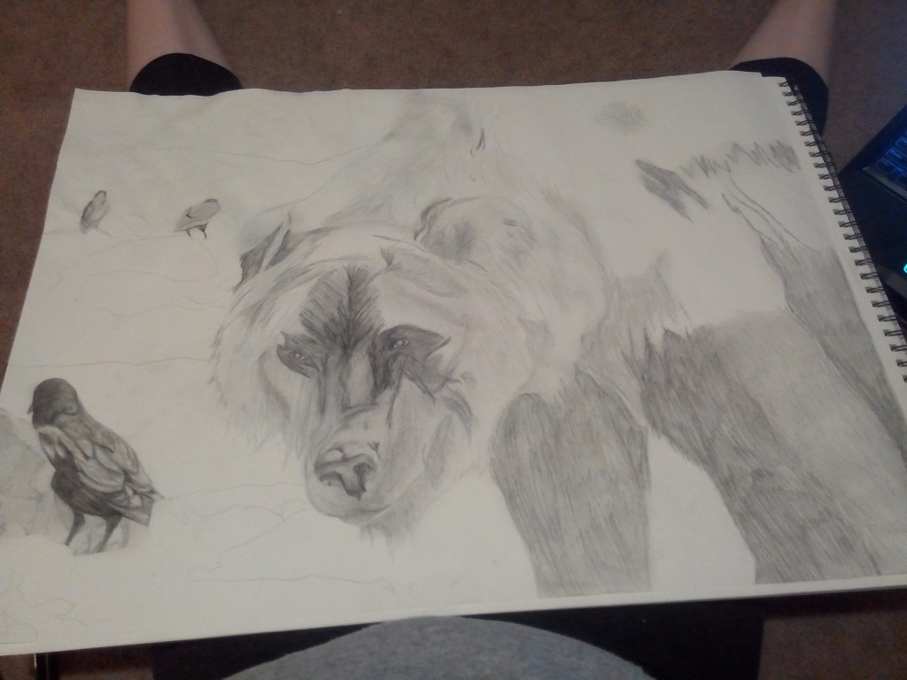 Unfinished large scale pencil sketch of a grizzly bear and ravens
