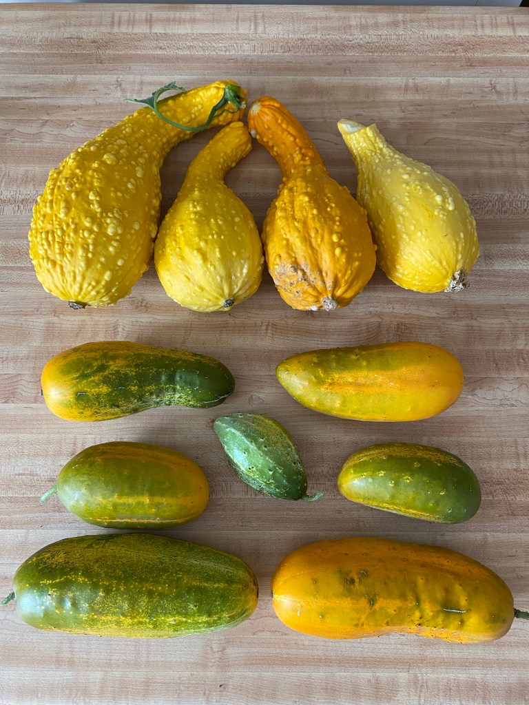 Freshly harvested summer squash and cucumbers 