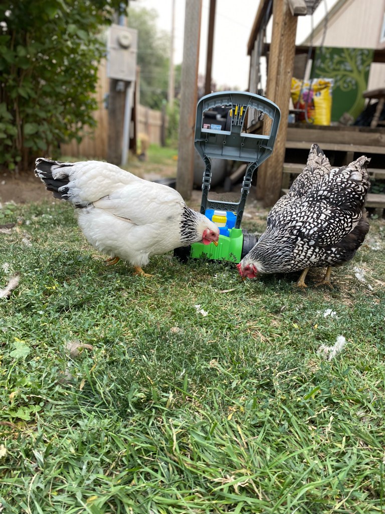 Wyandotte chickens pecking around a kids play mower. On Columbian Wyandotte and two silver laced Wyandotte chickens