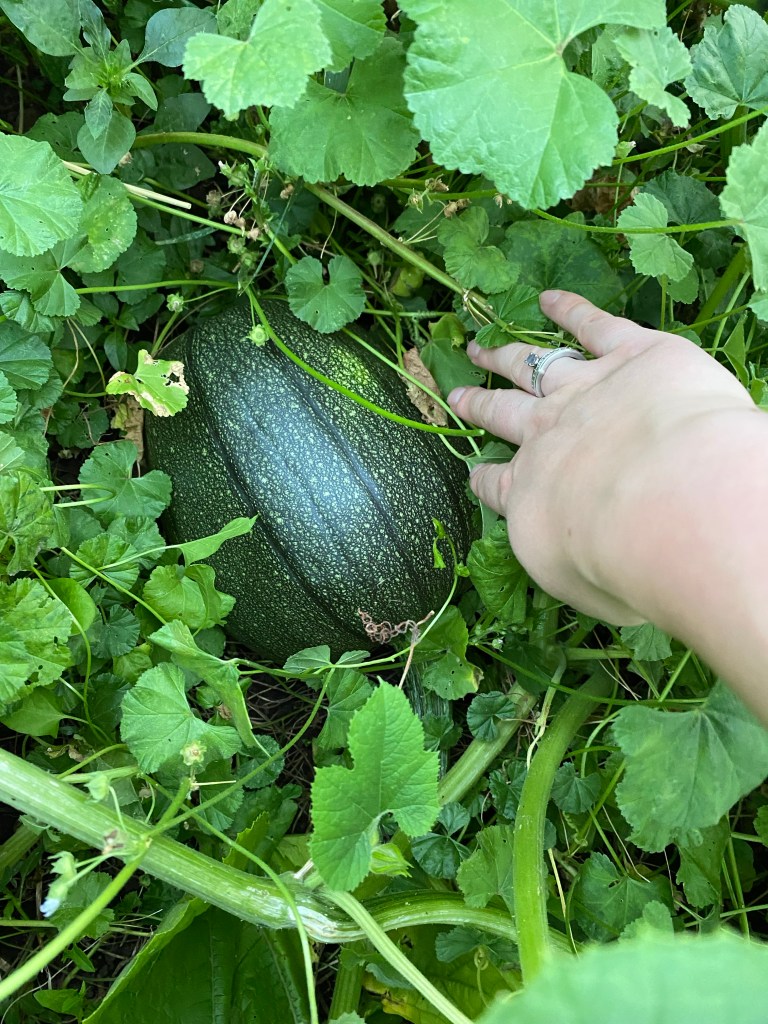Medium sized green pumpkin hidden in weeds