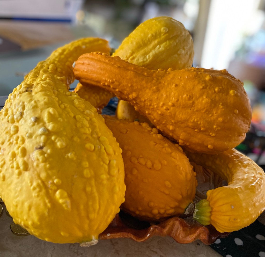 Freshly harvested yellow summer squash 