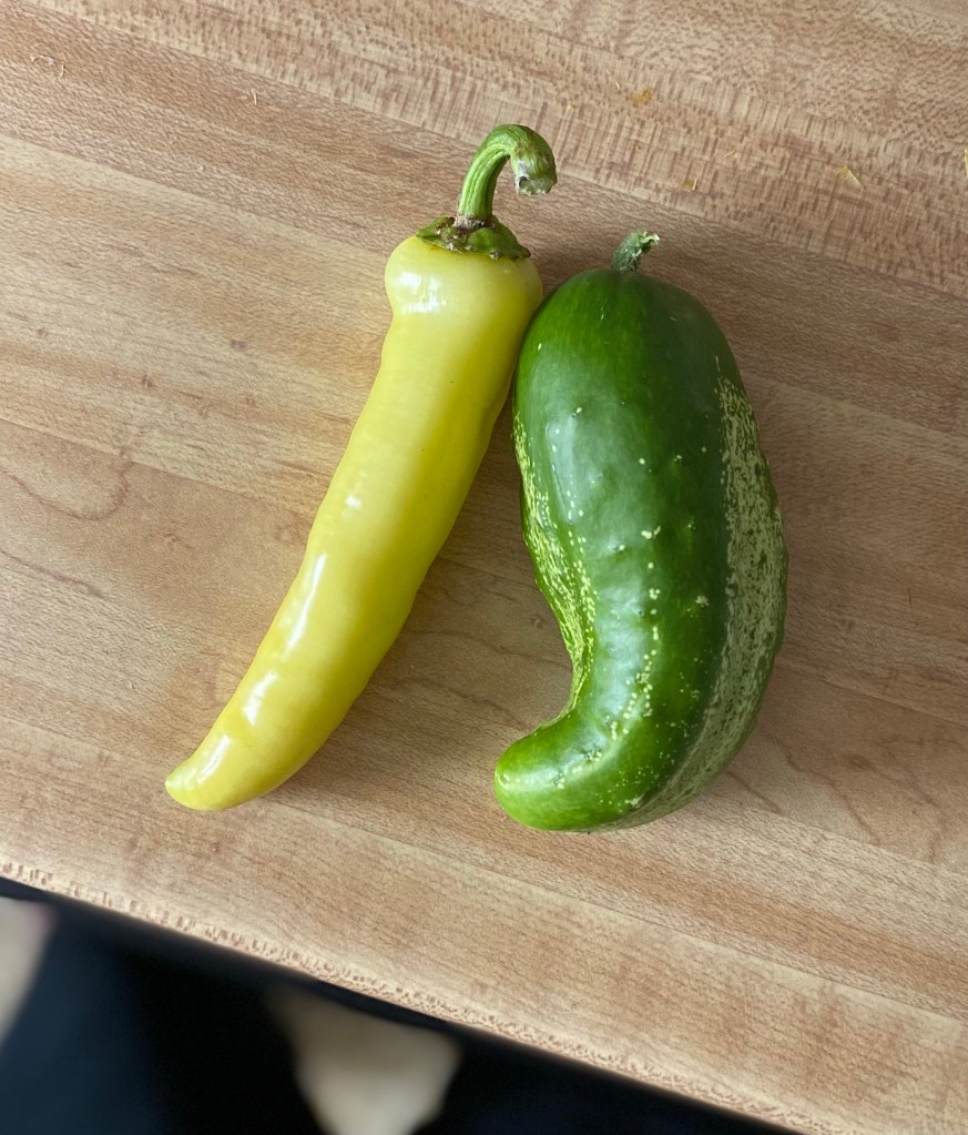 Banana pepper and a cucumber freshly harvested this morning