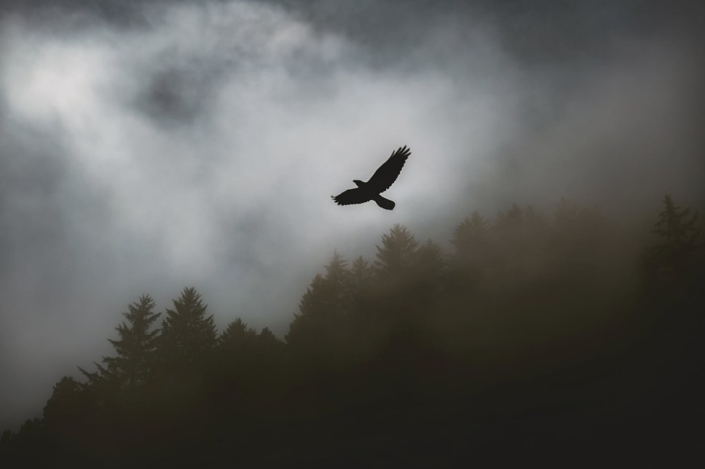 Large bird flying in a dark misty sky with pine trees in the back