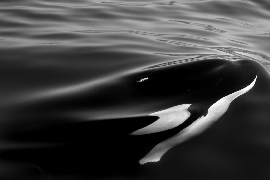 Black and white picture of soft rippling water