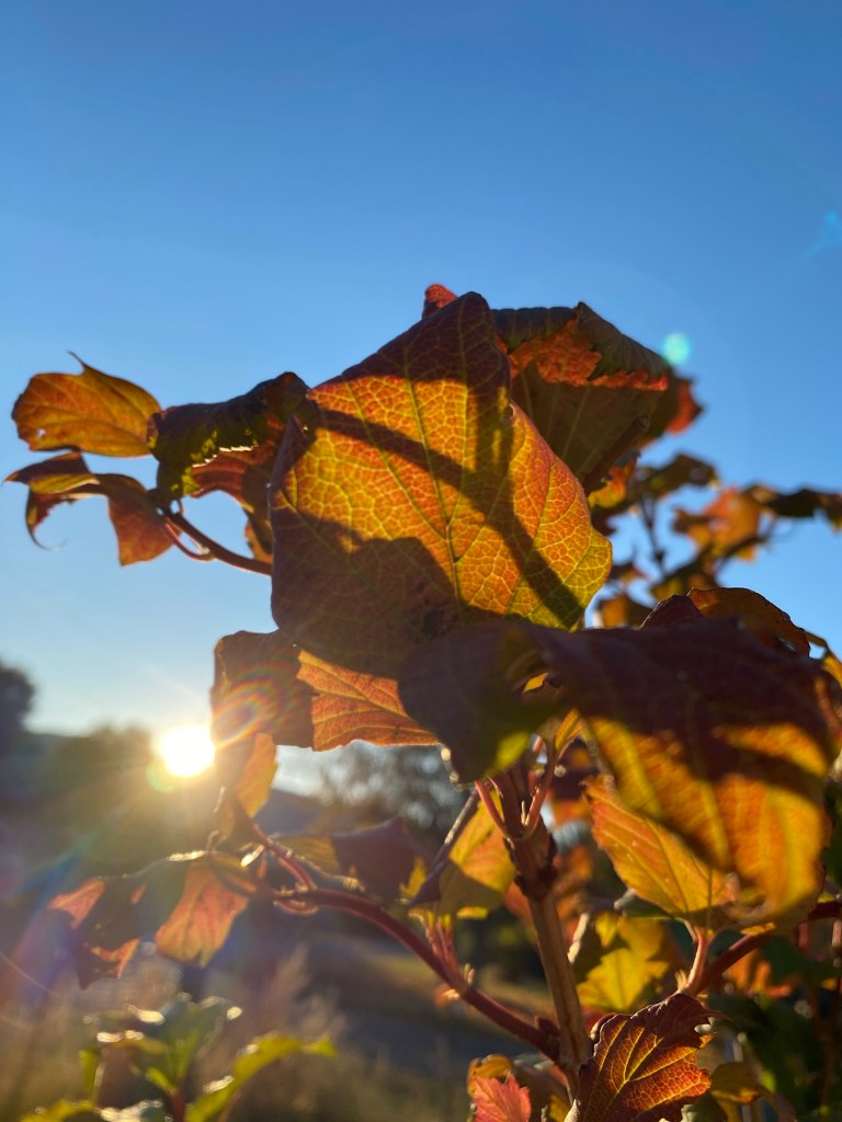 Beautiful auburn leaves in the rays of the setting sun against a blue sky.