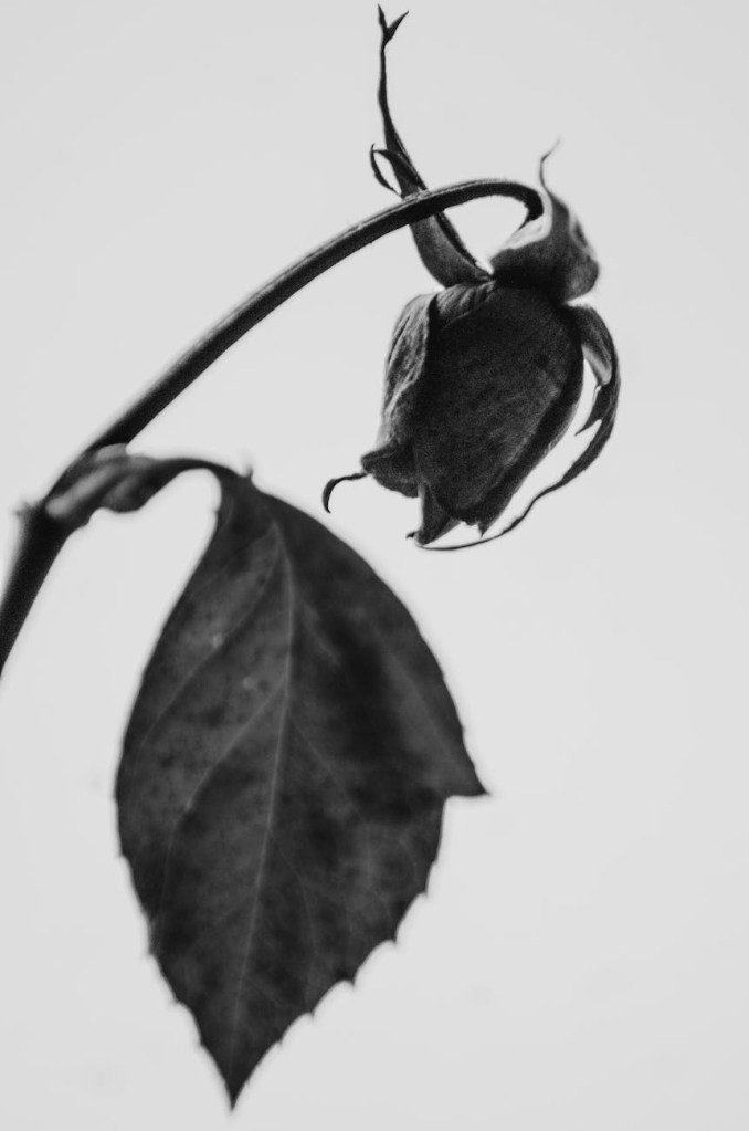 A dried and wilted rose in black and white image