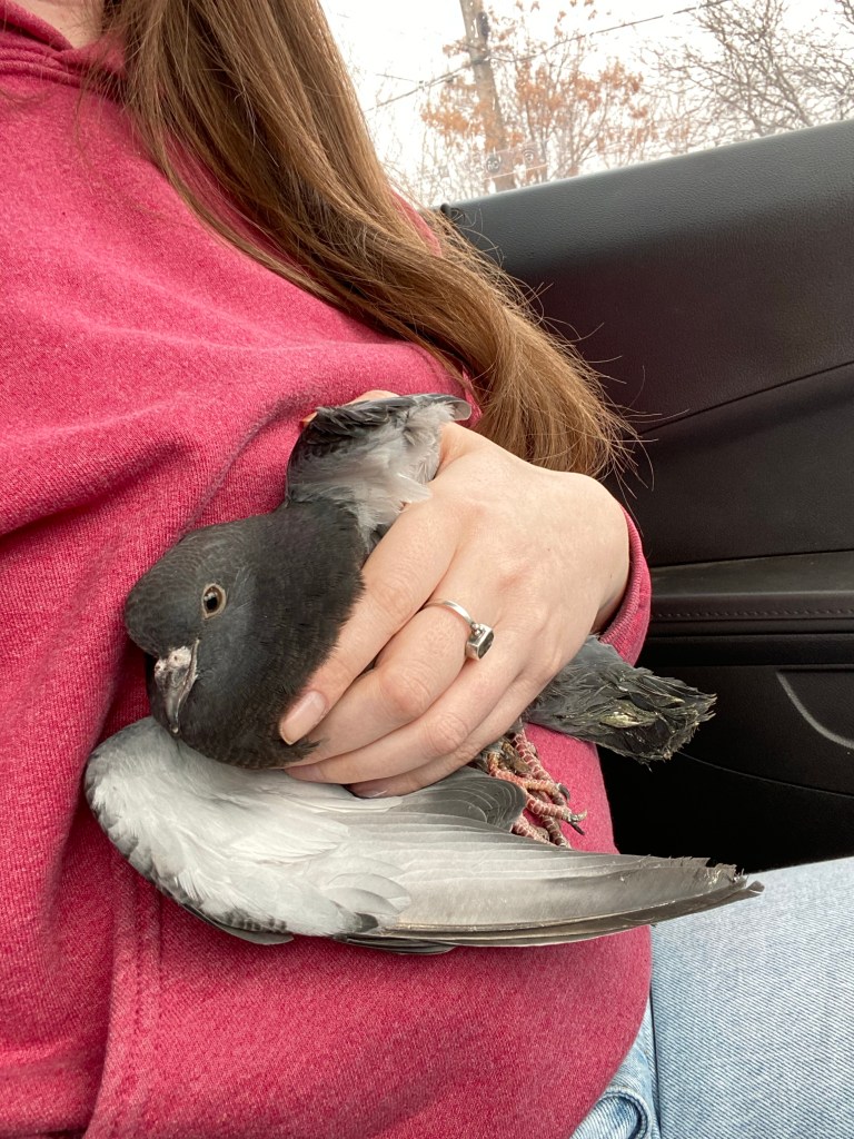 Rescued pigeon that was found injured on a busy road in the winter rain 