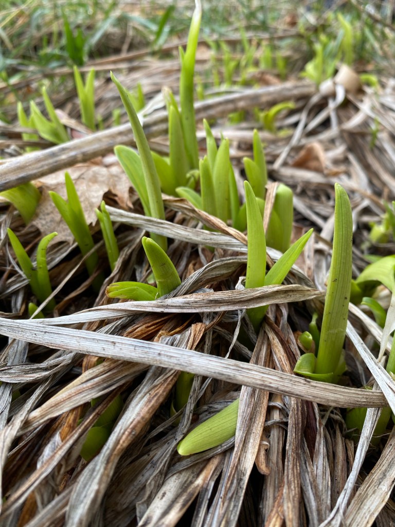 Day-lilies sprouting in late February in eastern Oregon.