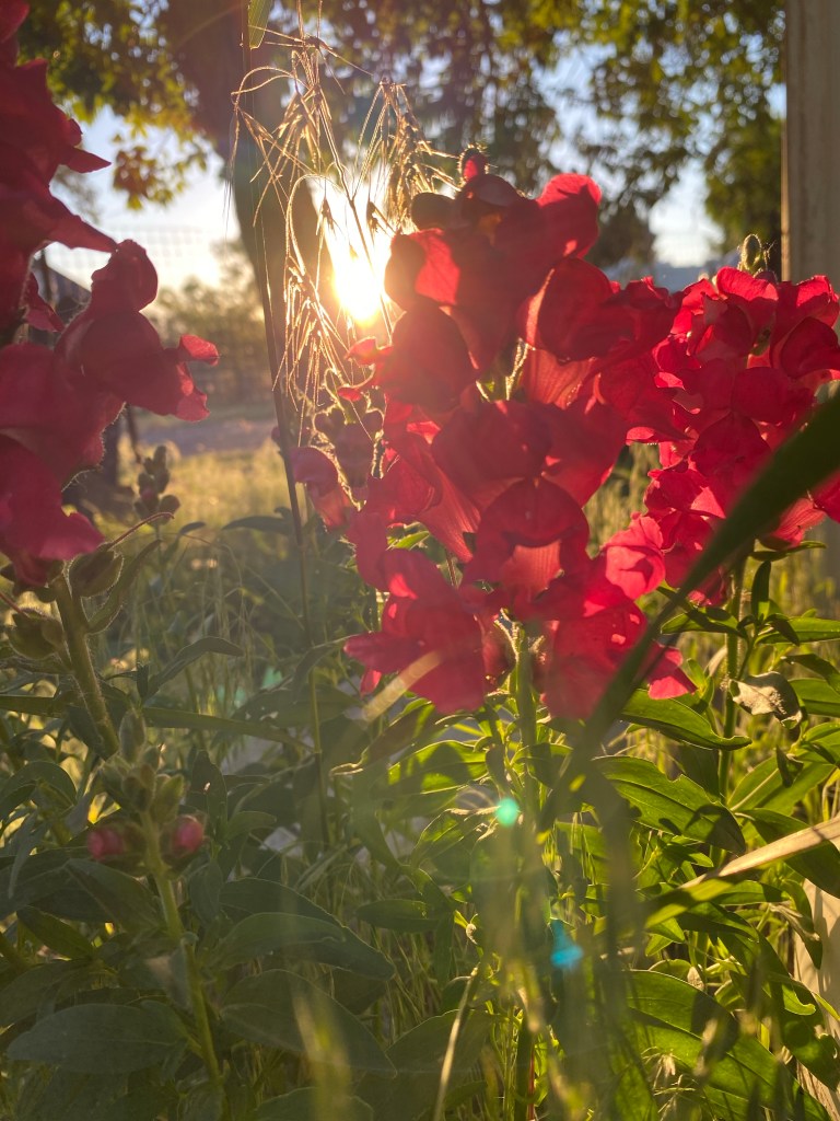 Red snap dragon flowers in the sunset, the color of love, the shape of a heart