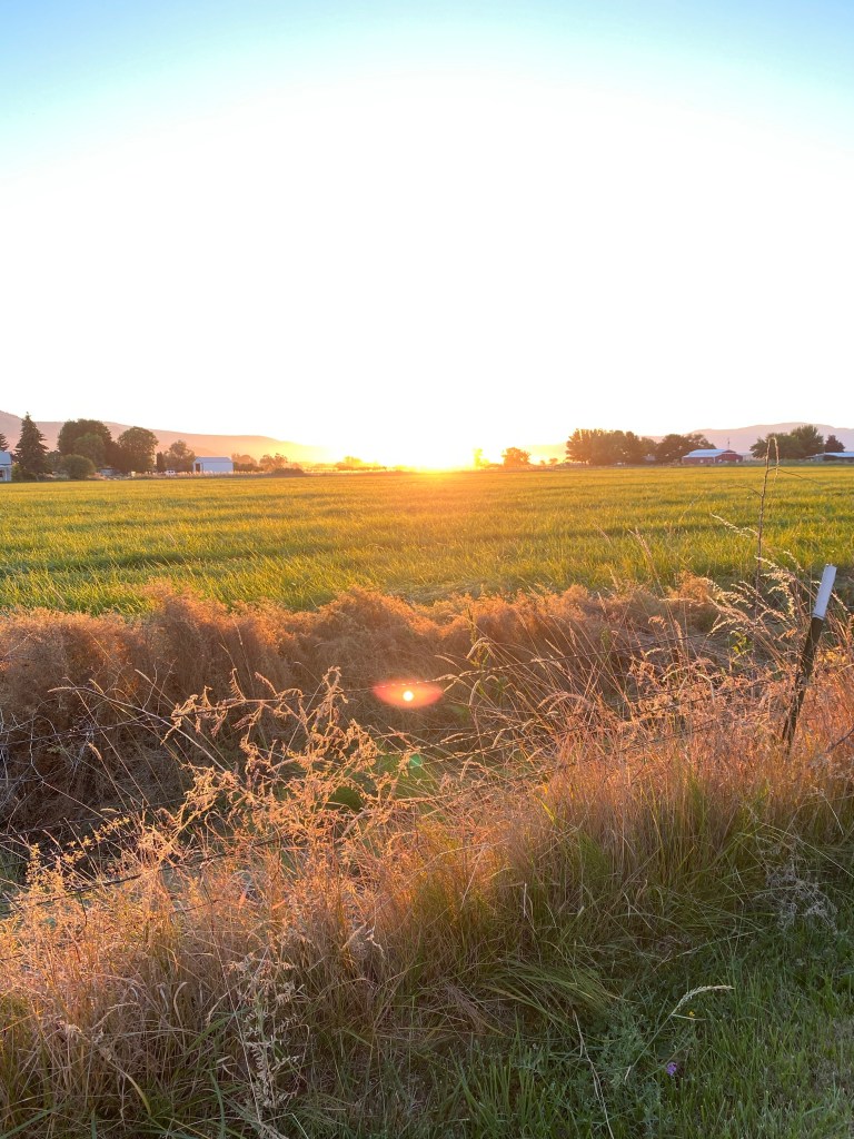 A beautiful sunset over a field of hay