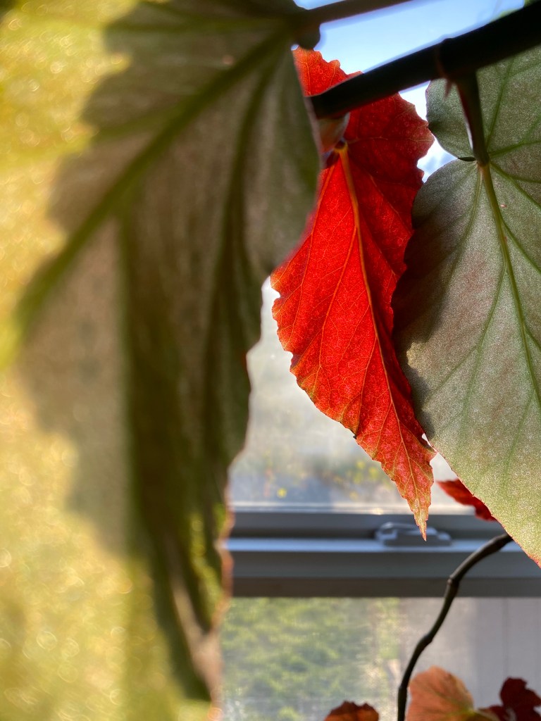 Taken by Alexandra Griffiths May 2025, the undersides of green and red begonia leaves with sunshine through the window showing through and making them vibrant.